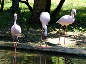 Flamant nain
