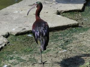 Ibis à face blanche