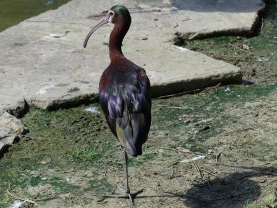 Ibis à face blanche - 2019