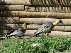 Ibis mandore