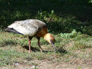 Ibis mandore