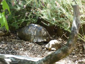 Tortue mauresque
