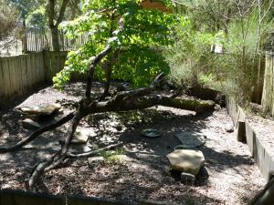 Tortue mauresque