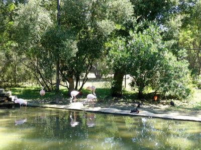 Volière africaine - 2019