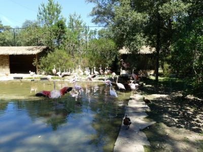 Volière africaine - 2019