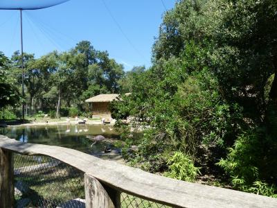 Volière africaine - 2019