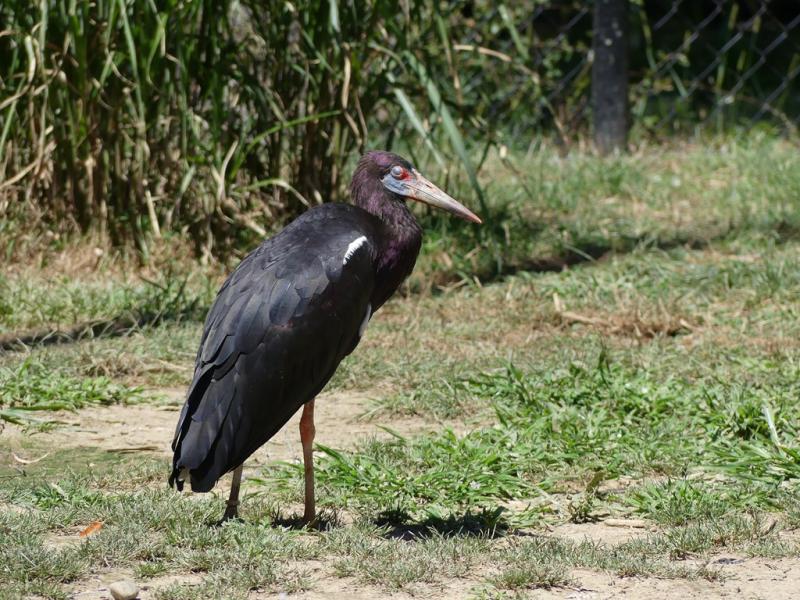 Cigogne d'Abdim