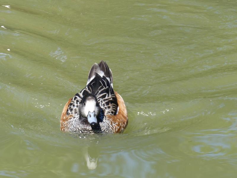 Dendrocygne veuf