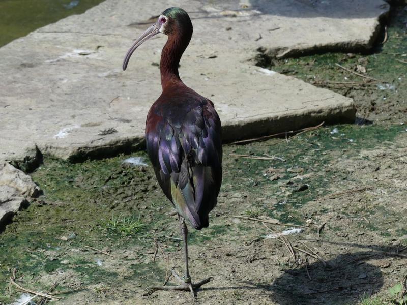 Ibis à face blanche