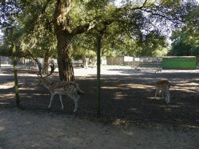 Daim moucheté - 2019