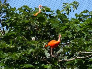 Ibis rouge