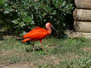Ibis rouge