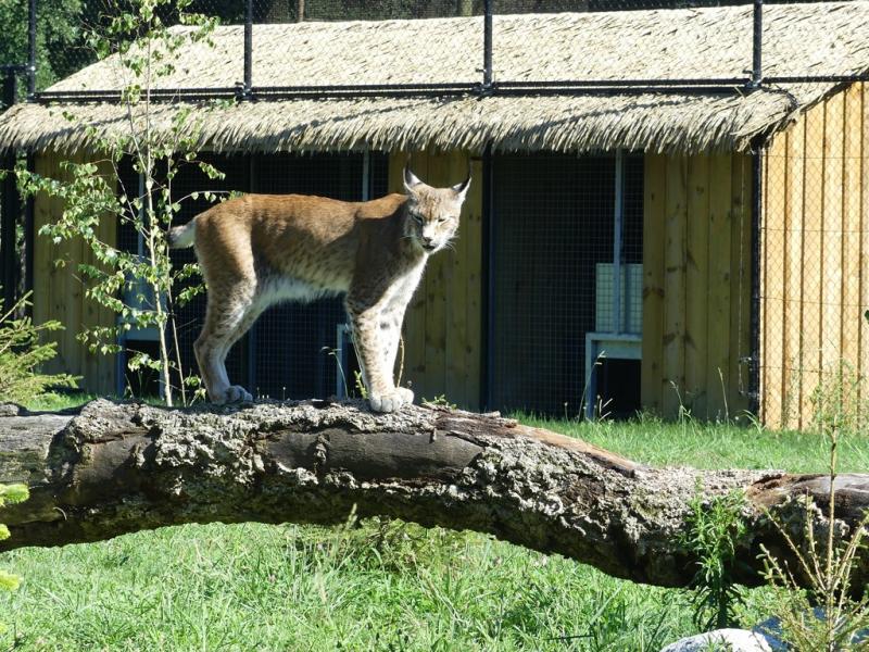 Lynx boréal