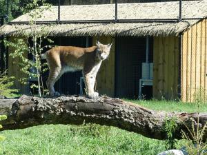 Lynx boréal