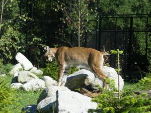 Lynx boréal