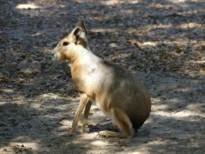Mara