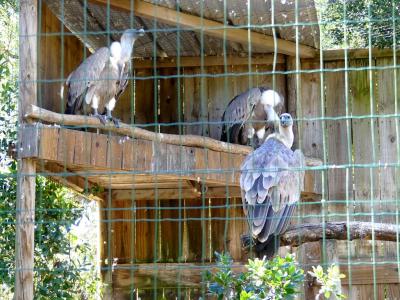 Vautour fauve - 2019