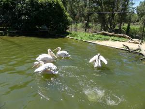 Pélican blanc