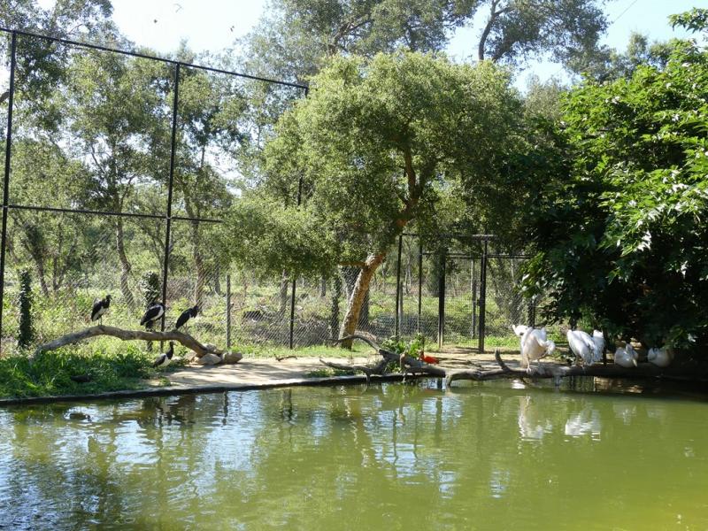 Pélican blanc