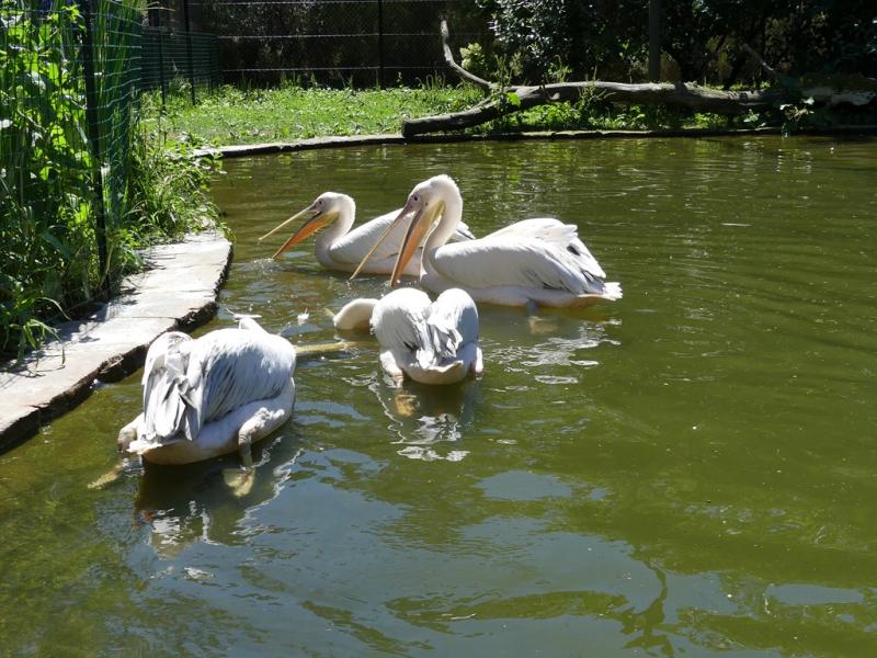 Pélican blanc