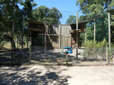 Vautour fauve - 2019