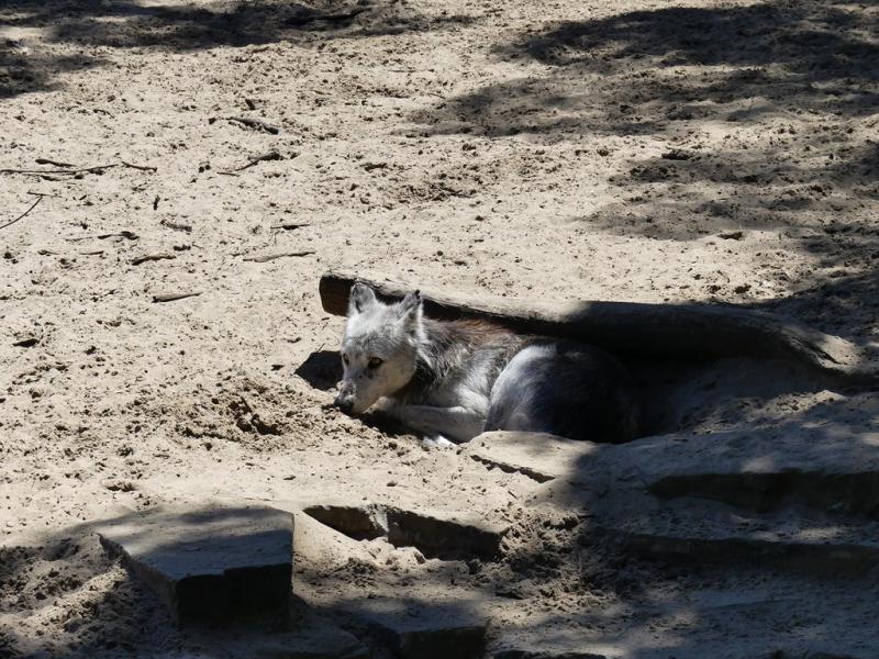 Loup du Canada