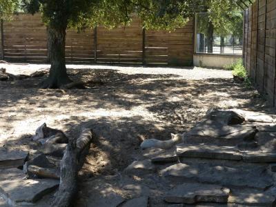 Loup du Canada - 2019