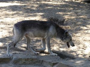 Loup du Canada