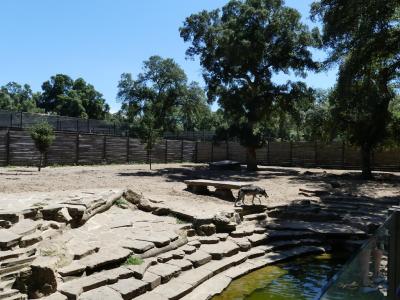 Loup du Canada - 2019