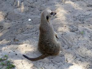 Suricate