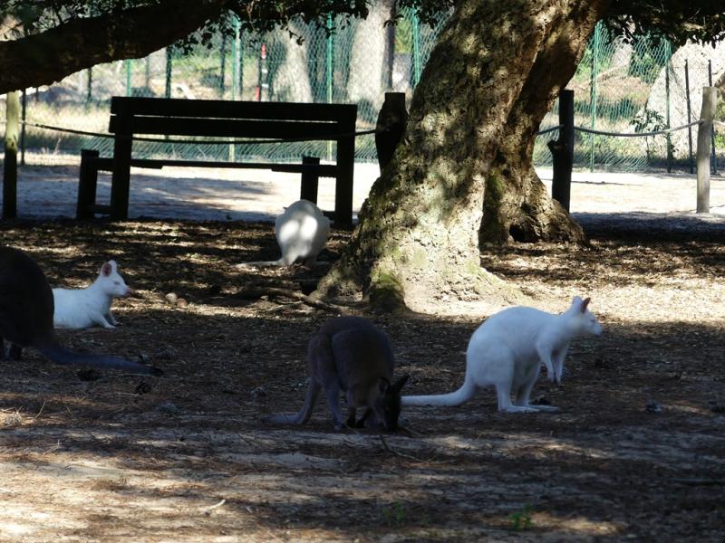 Wallaby de Bennett
