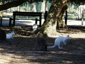Wallaby de Bennett