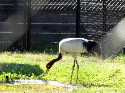 Grue à cou noir - 2019