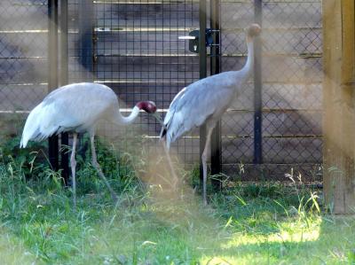 Grue antigone - 2019