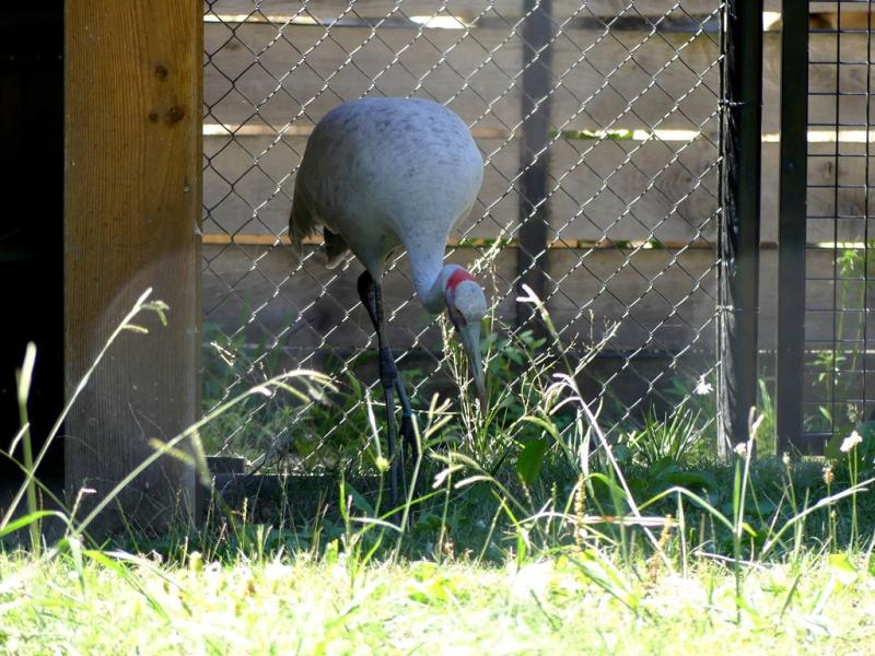 Grue Brolga