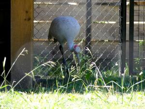 Grue Brolga
