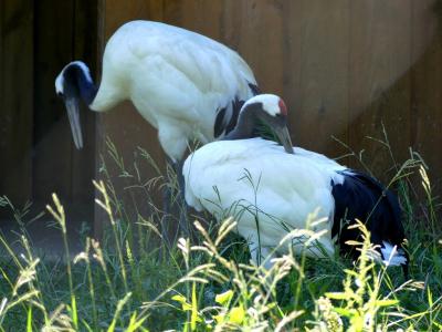 Grue cendrée occidentale - 2019