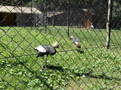 Grue couronnée noire - 2019