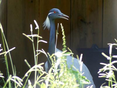 Grue demoiselle - 2019