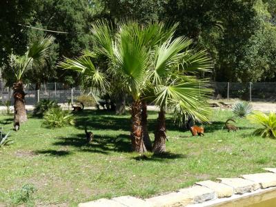 Lémur brun - Vari roux - 2019