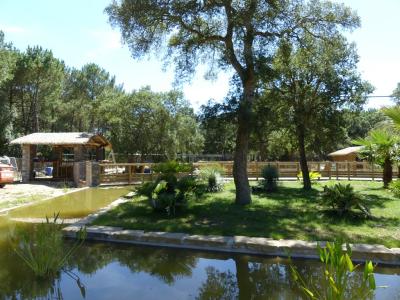 Lémur brun - Vari roux - 2019