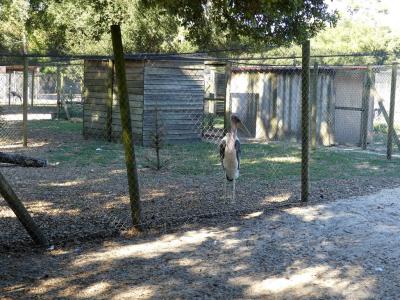 Marabout d'Afrique - 2019