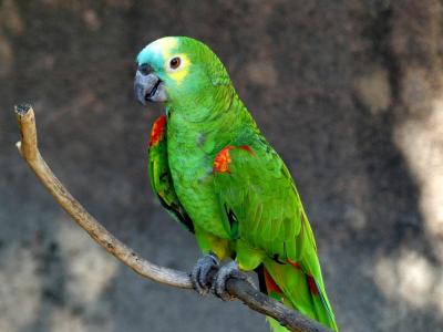 Amazone à front bleu - 2019