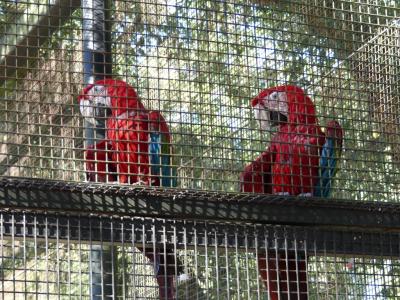 Ara chloroptère - 2019