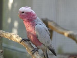 Cacatoés rosalbin