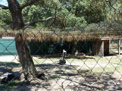 Cigogne blanche - 2019