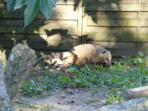 Coati roux