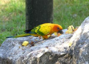 Conure soleil