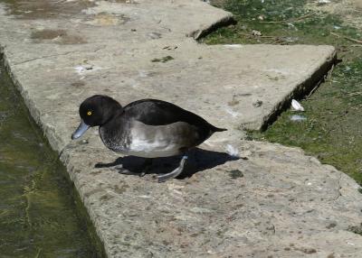 Filigule morillon - 2019