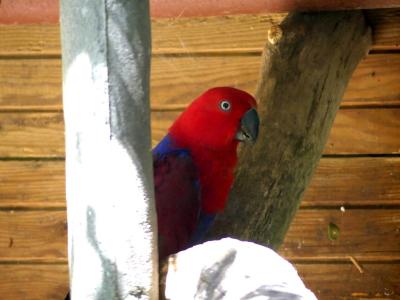 Grand éclectus - 2019